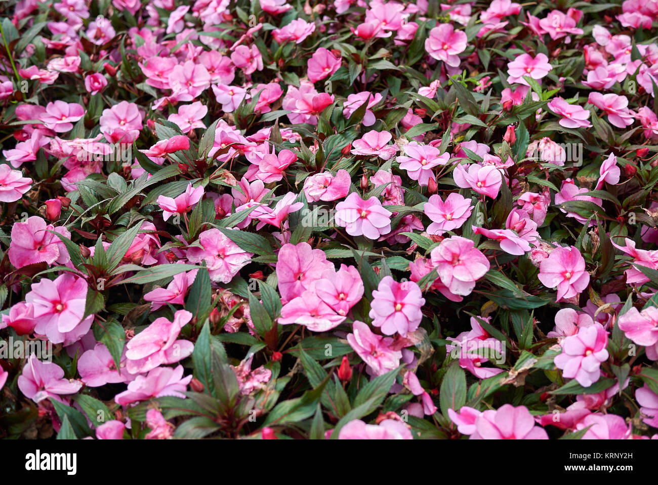 Impatiens New Guinea Stock Photo Alamy