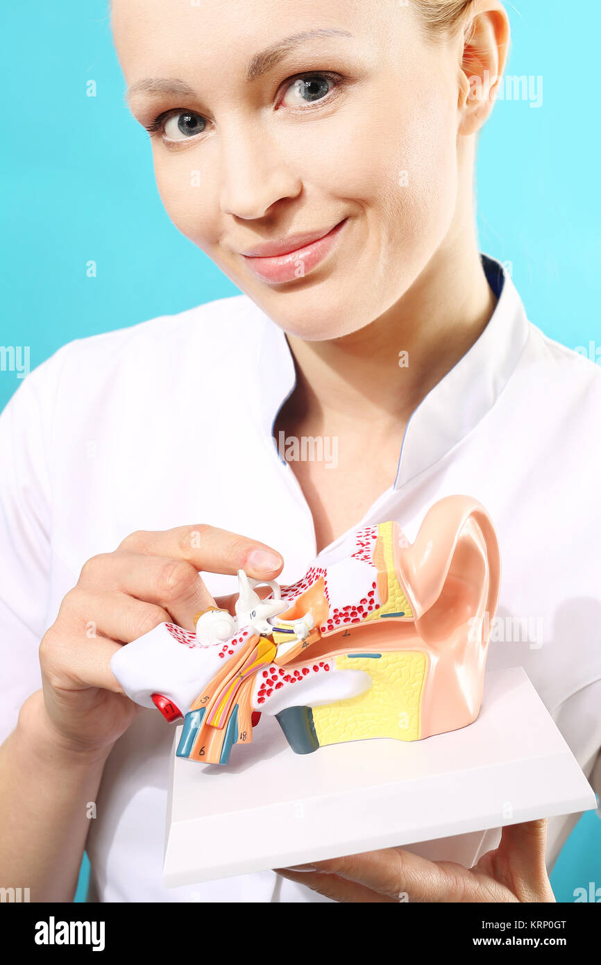 audiologist,model of the ear. Stock Photo