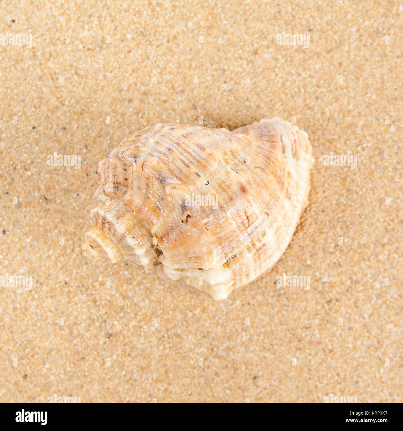 Shell on the beach Stock Photo - Alamy