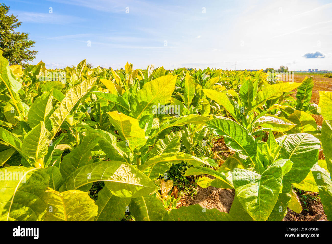 Indian tobacco plantation hires stock photography and images Alamy