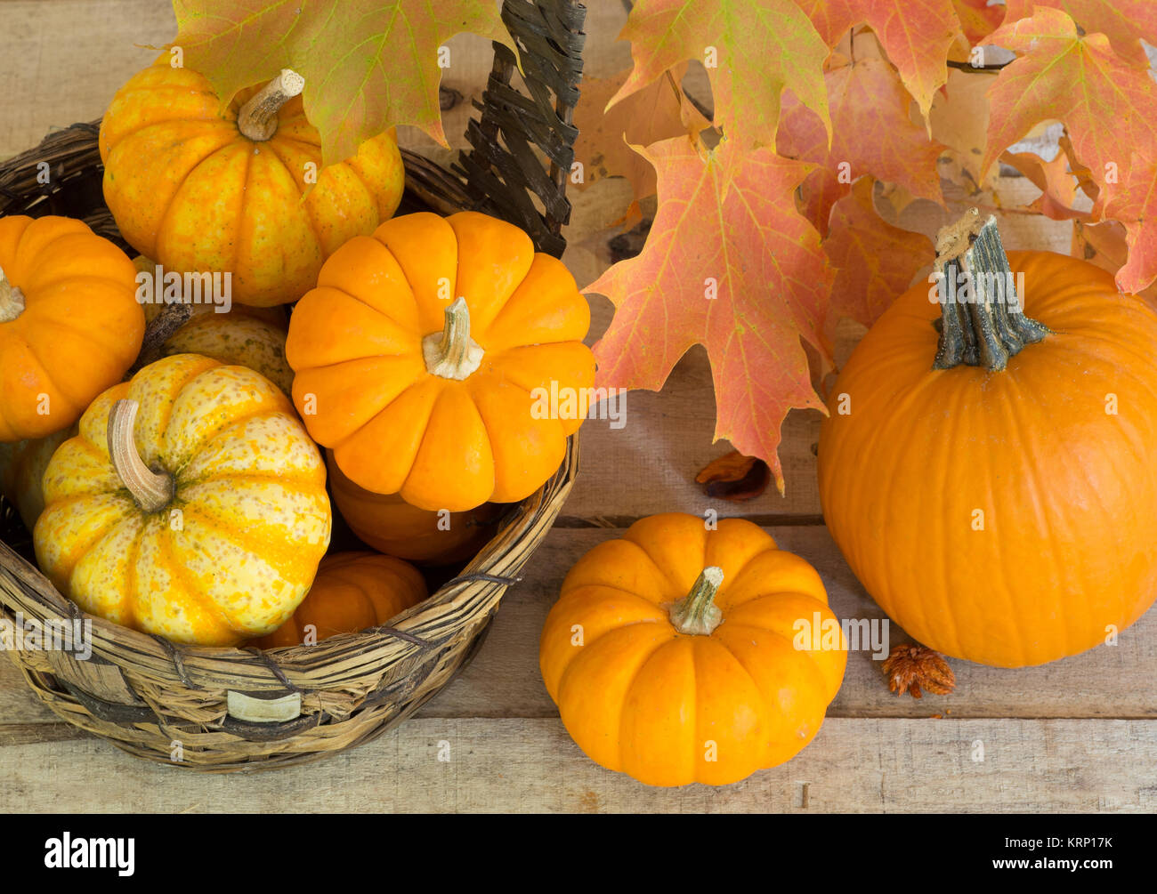 Pumpkins and gourds with colorful fall leaves Stock Photo