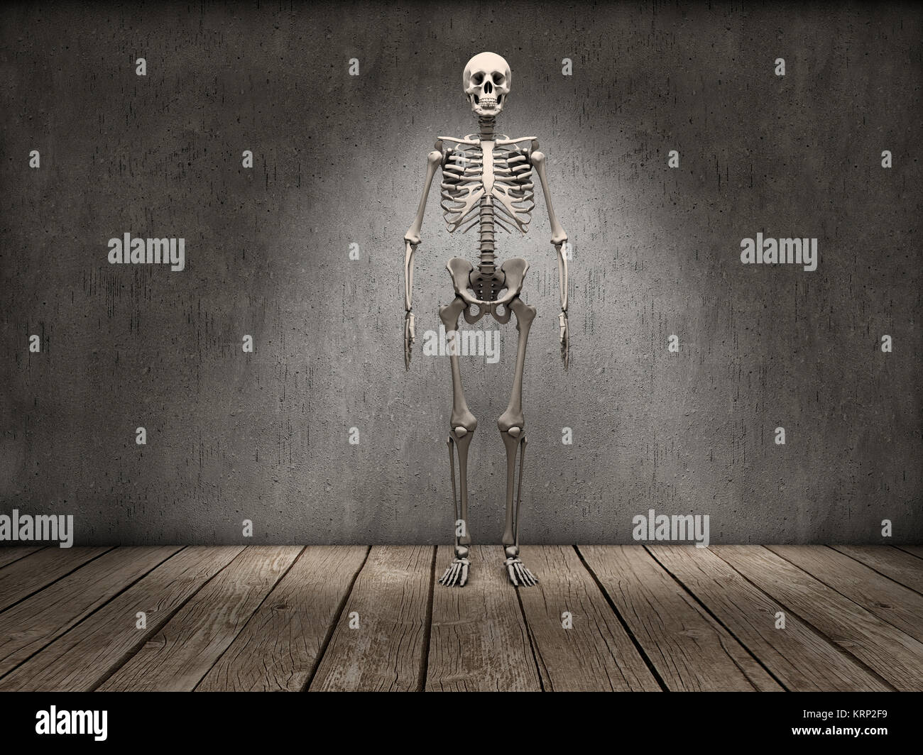 Skeleton Stock Photo