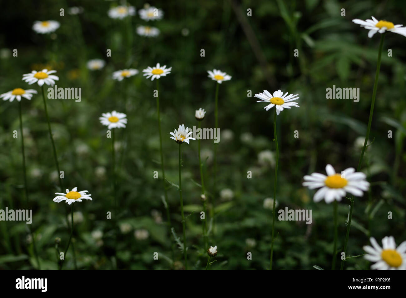 beautiful daisies in and out of focus against deep green foliage in the Blue Ridge Mountains Stock Photo