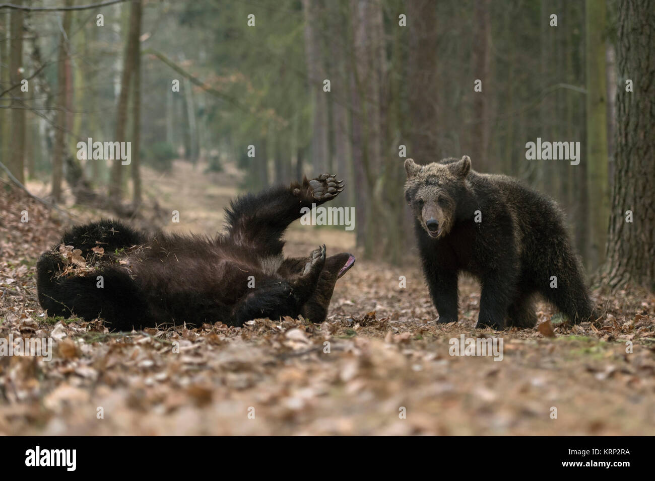 Brown Bear /  Bears ( Ursus arctos ), young cubs, siblings, adolescent, playing together in dry foliage of an autumnal mixed forest, Europe. Stock Photo