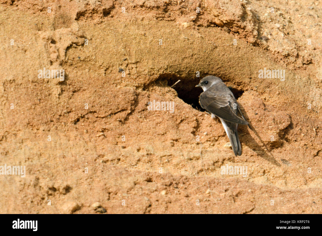 Sand Martin / Bank Swallow ( Riparia riparia ) perched in front of its nest hole in breeding colony at river bank, backside view, wildlife, Europe. Stock Photo