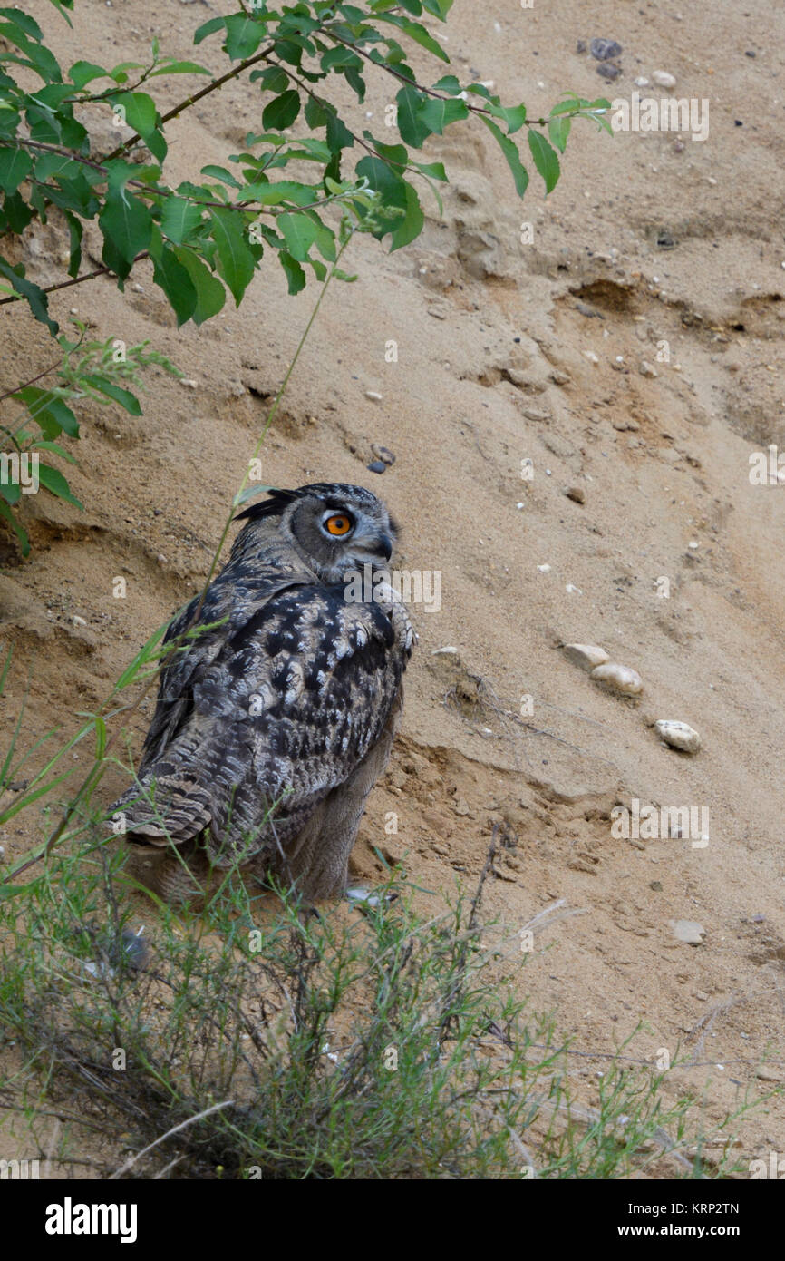 Eurasian Eagle Owl / Europaeischer Uhu ( Bubo bubo ), perched under bushes in the slope of a sand pit, watching aside, backside view, wildlife, Europe Stock Photo
