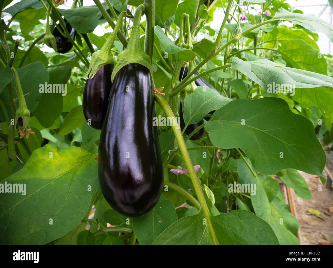 eggplant in a greenhouse Stock Photo Alamy