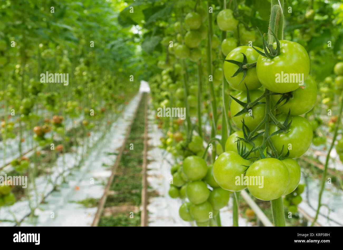 tomatoes in a greenhouse Stock Photo - Alamy