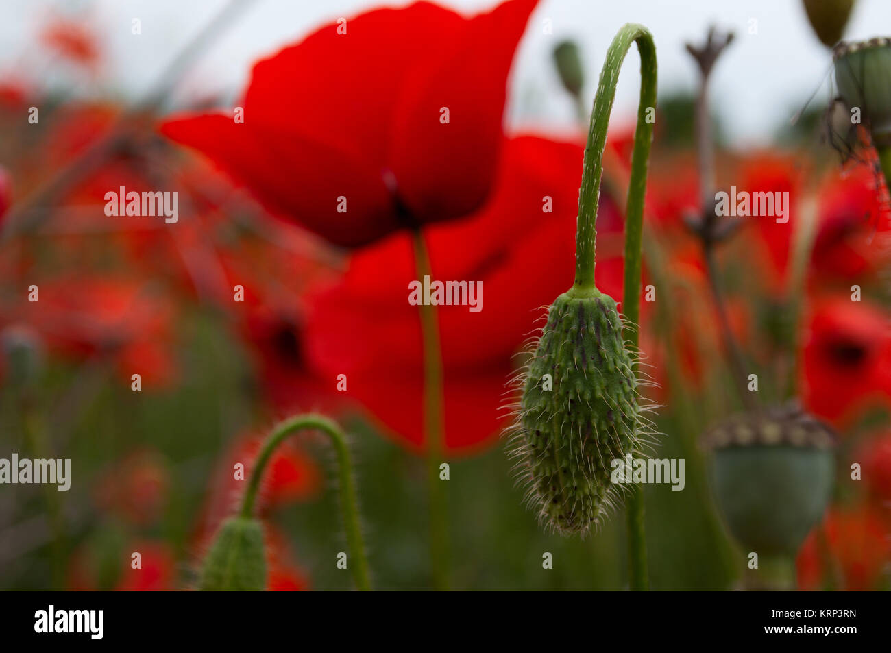 Unblown green head poppy on a background of red flowering poppies Stock Photo