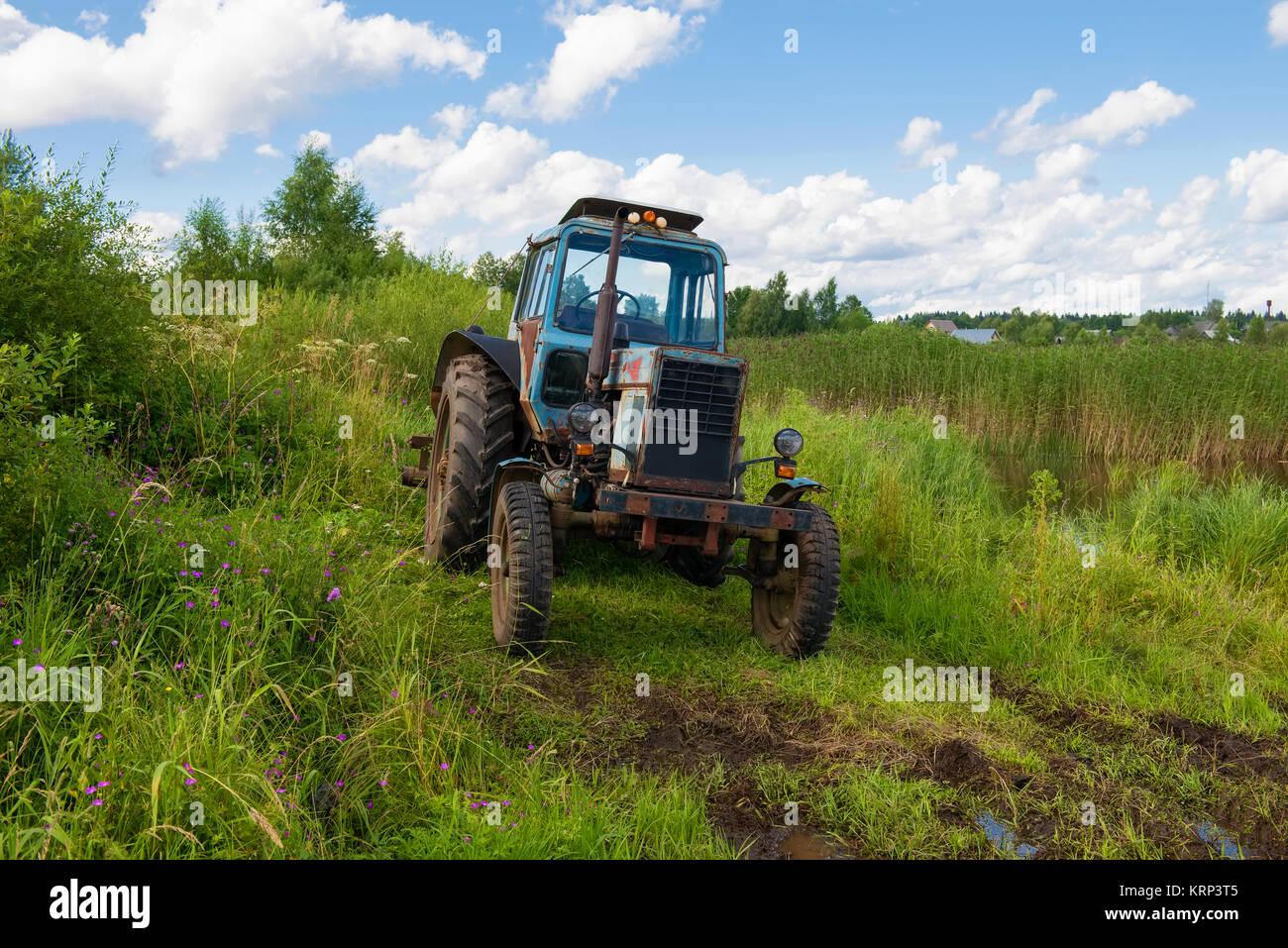 Tall grass pond hi-res stock photography and images - Alamy