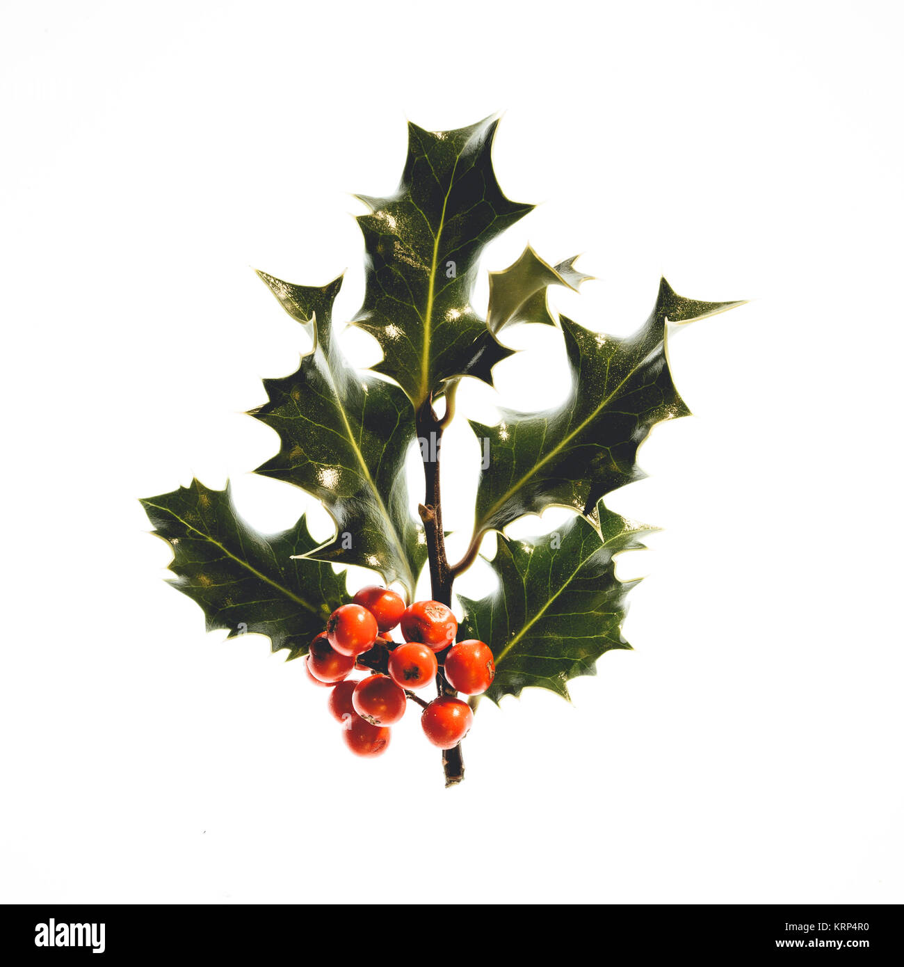 Holly red berries tree Cut Out Stock Images Pictures Alamy