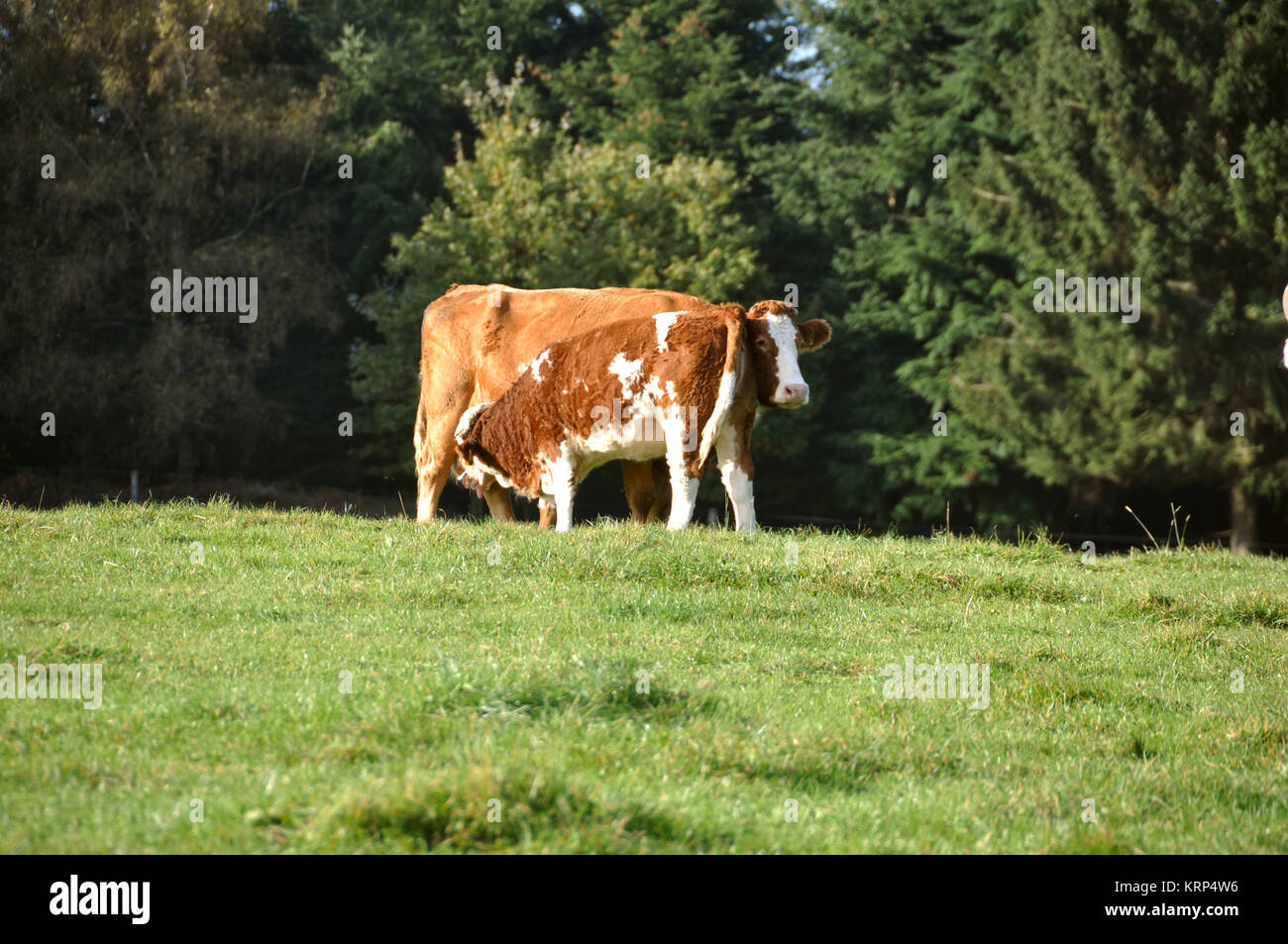 cows on pasture Stock Photo