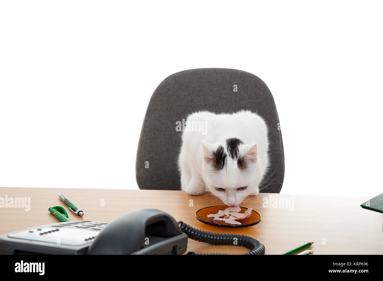 cat sit at the desk Stock Photo Alamy