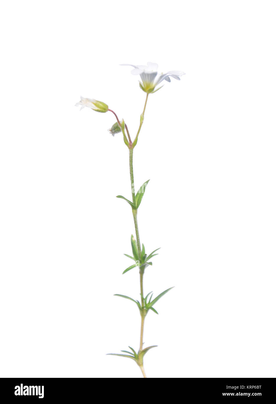 Acker-Hornkraut (Cerastium arvense) Stock Photo