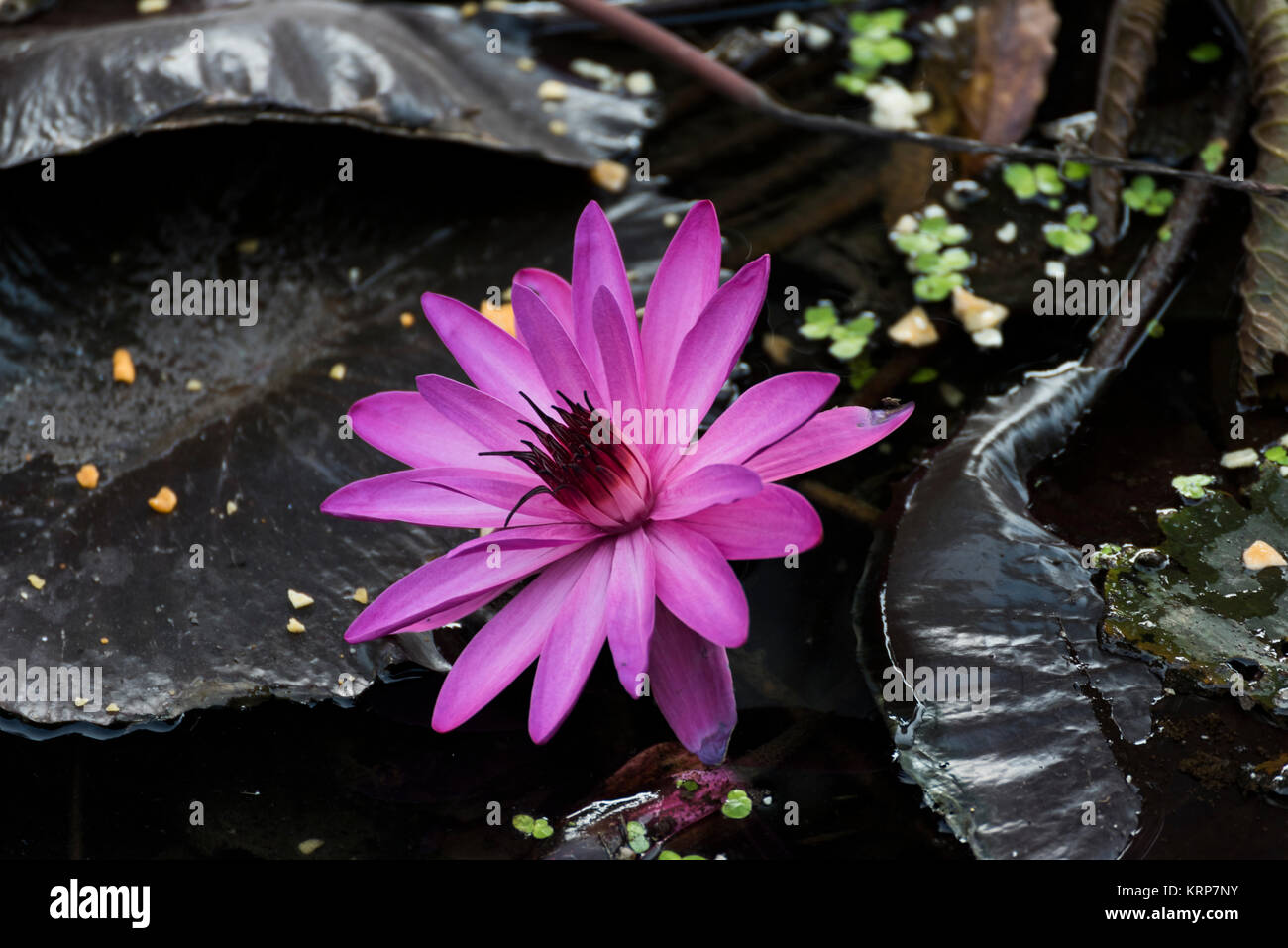 Pink lotus the national flower of india hi-res stock photography and ...