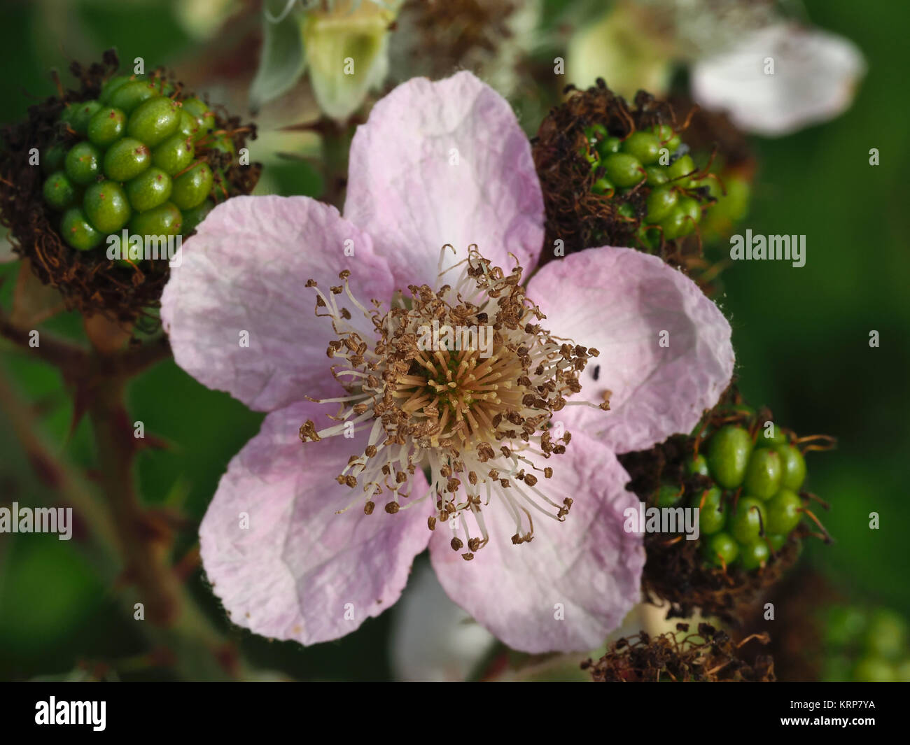 Himalayan blackberry (Rubus armeniacus) flower and unripe green berries Stock Photo