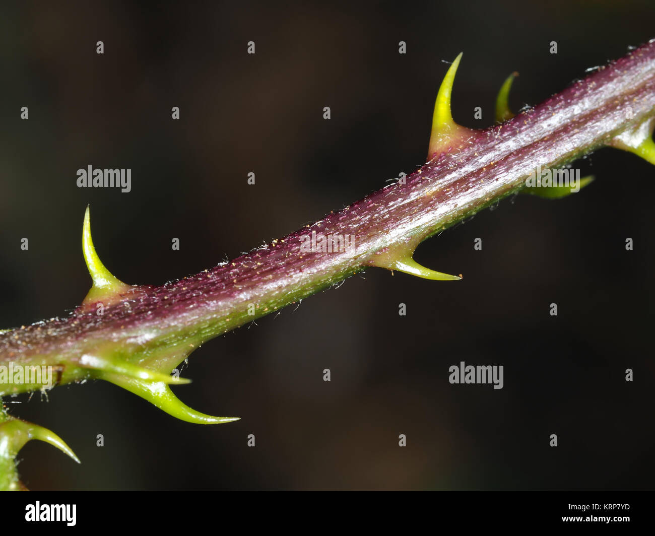 Evergreen blackberry (Rubus laciniatus) stem with thorns Stock Photo