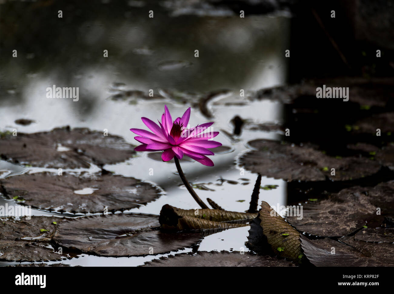 Pink lotus the national flower of india hi-res stock photography and ...