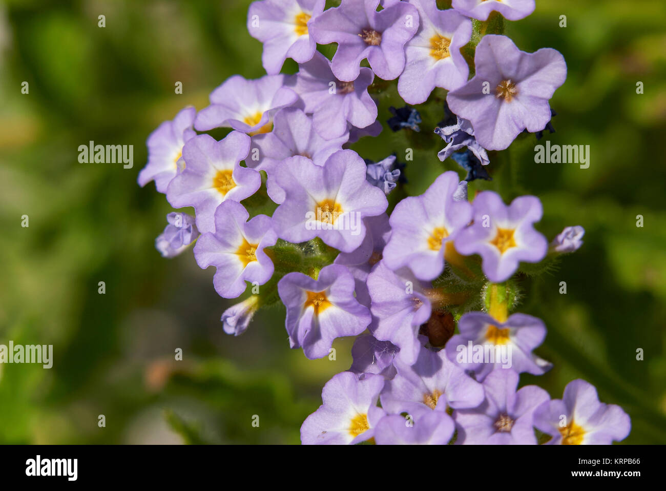 Heliotropium amplexicaule Vahl Stock Photo