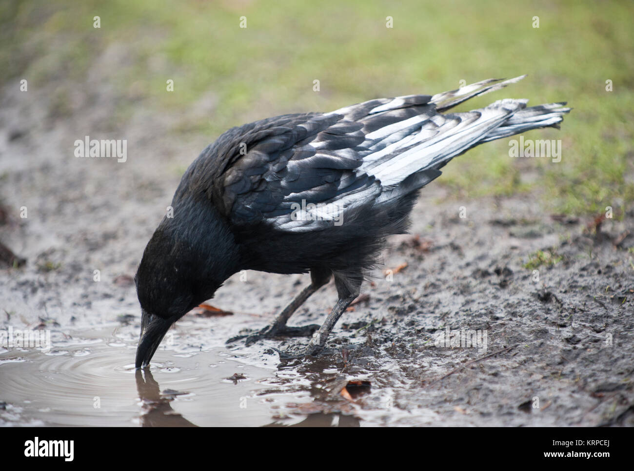 Carrion Crow, (Corvus corone), with partial leucism or leukism in plumage, Regents Park, London, United Kingdom Stock Photo