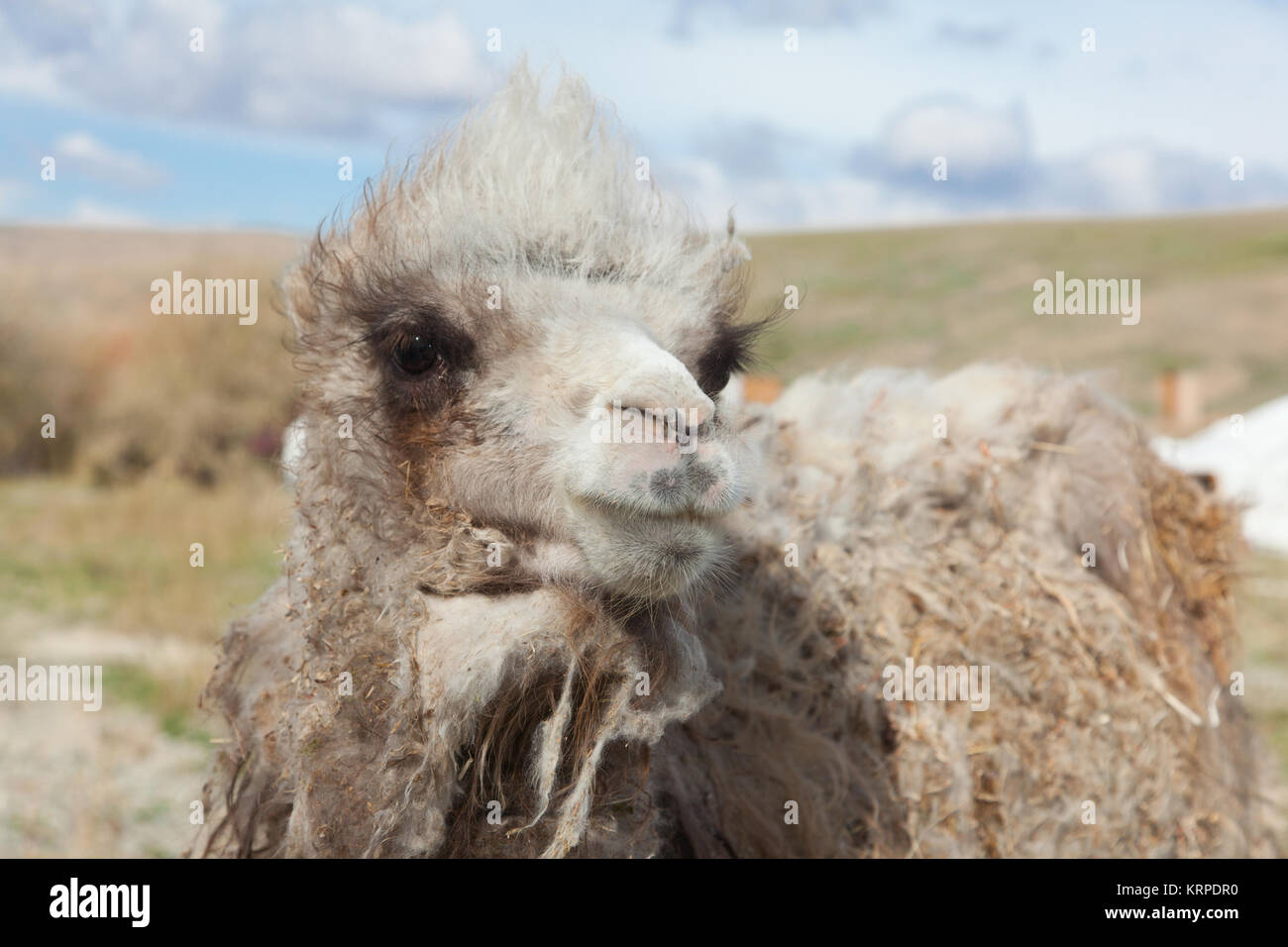 Young camel on a background of the Mongolian yurt Stock Photo