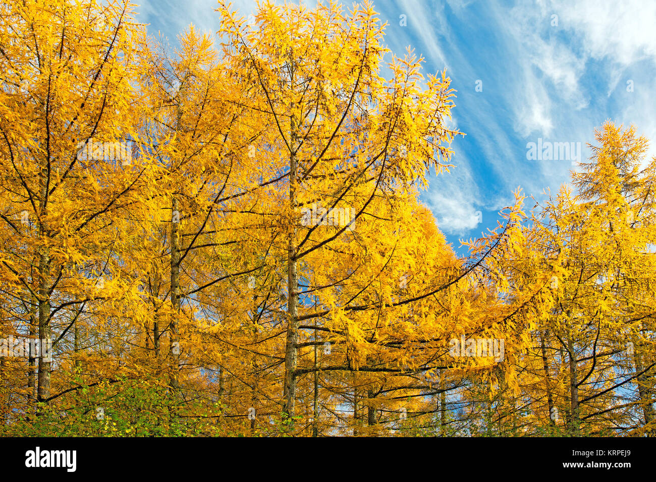 autumn in the larch forest Stock Photo