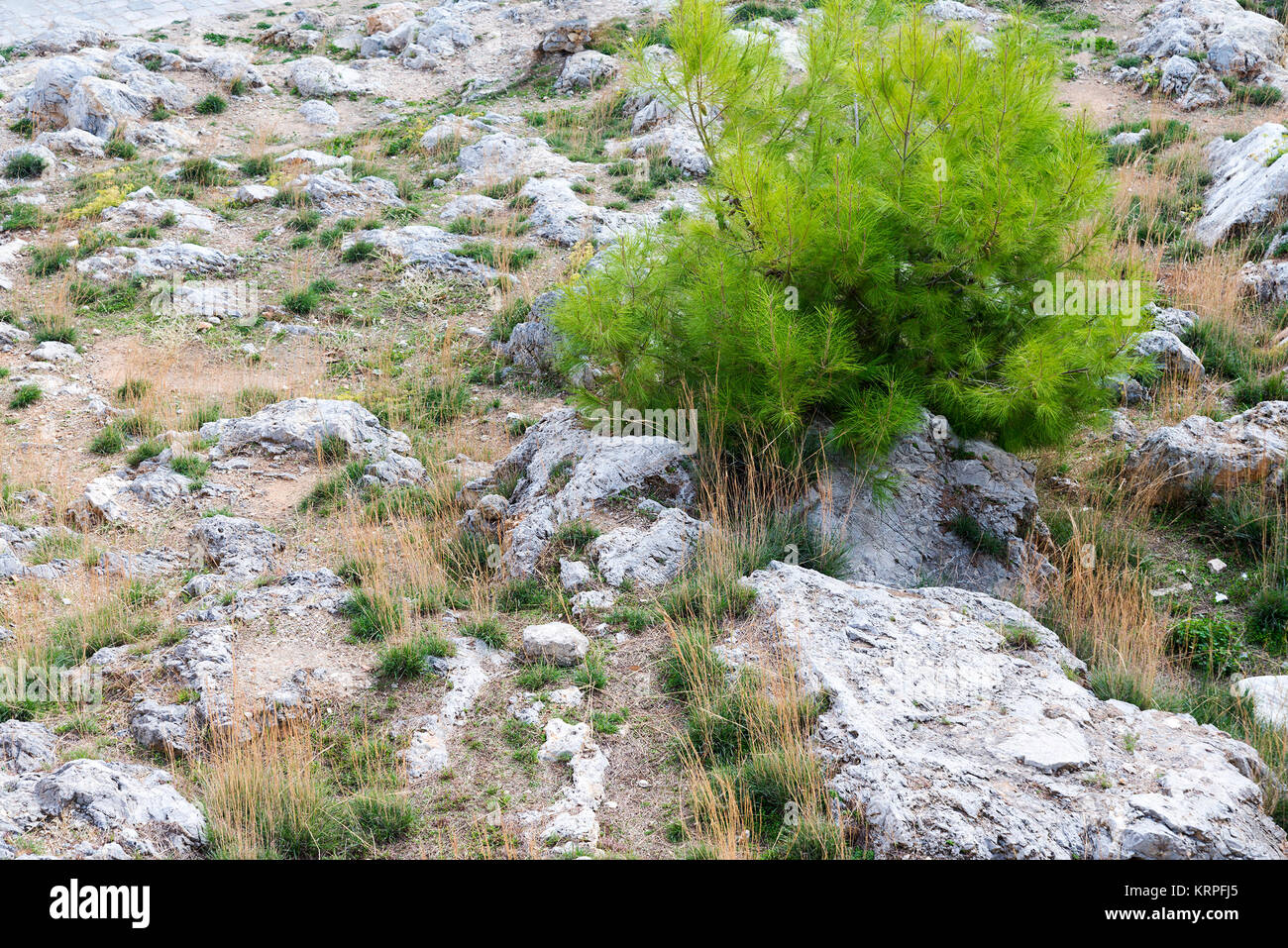 The bushes and stones. natural background, a view of the rock close up ...
