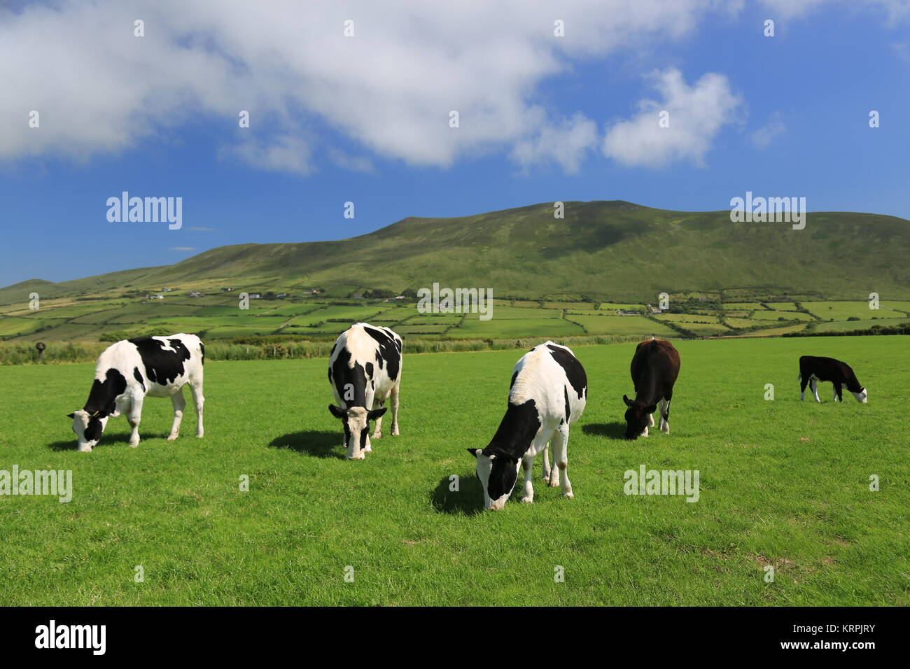 Cows grazing in a field in Ireland Stock Photo