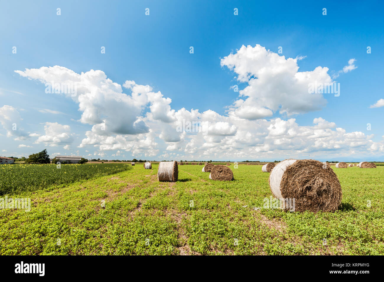Round hay bales in harvested field and blue sky with clouds ...