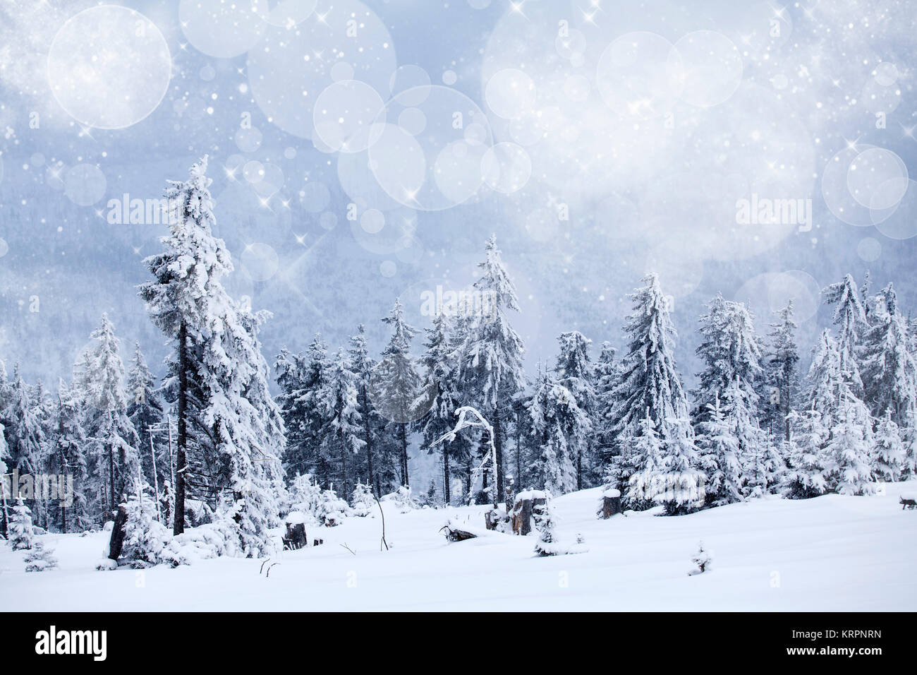 Winter landscape with snowy fir trees Stock Photo - Alamy