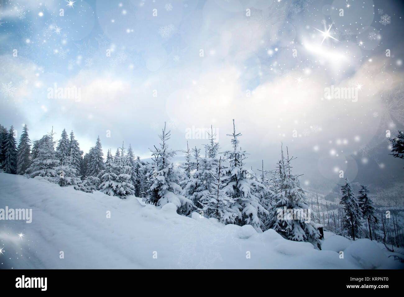 Winter landscape with snowy fir trees Stock Photo - Alamy