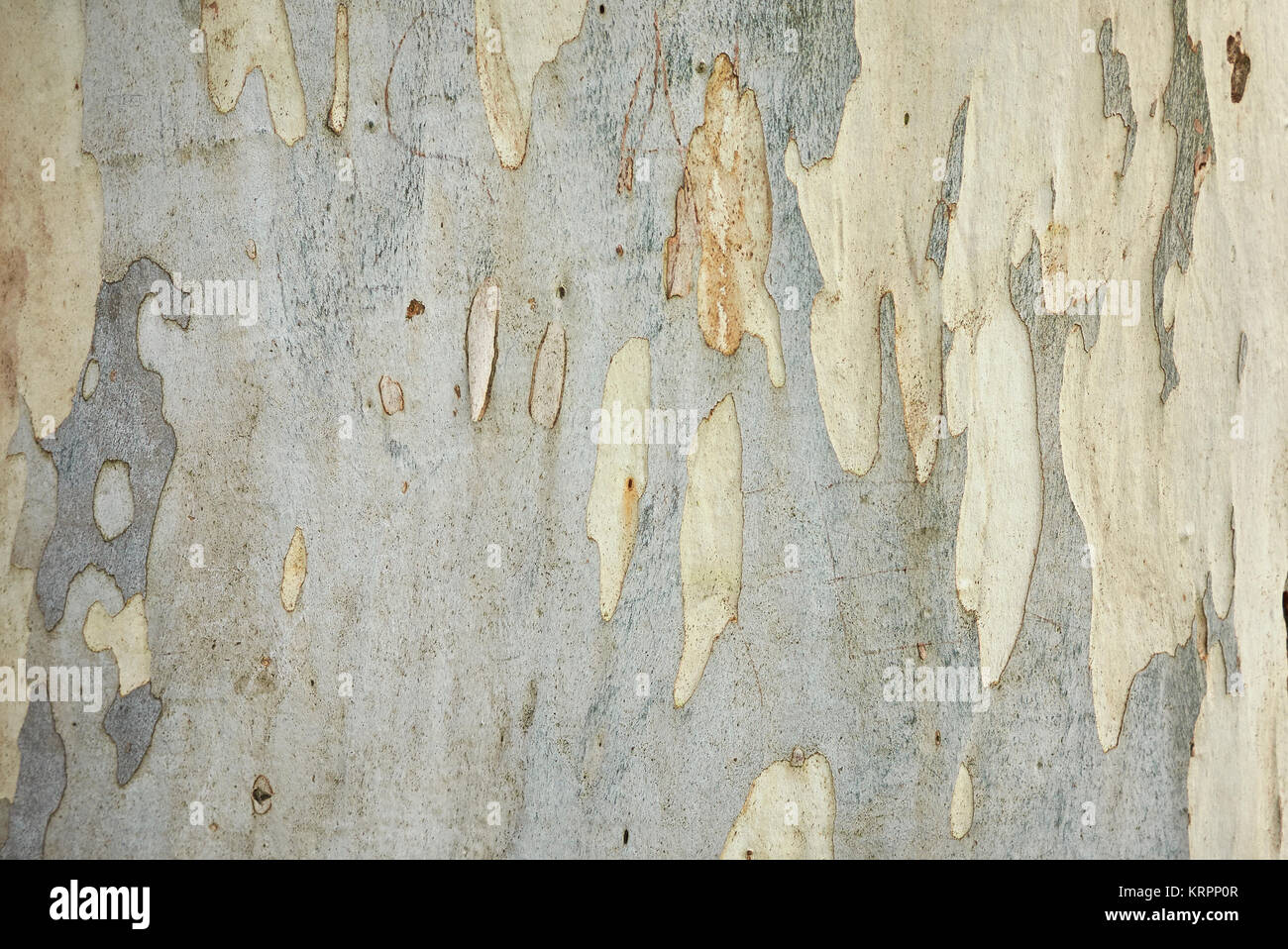 Eucalyptus aggregata hires stock photography and images Alamy