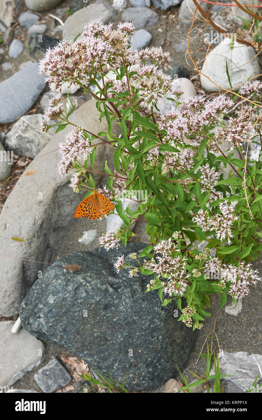 Holy rope flower hi-res stock photography and images - Alamy
