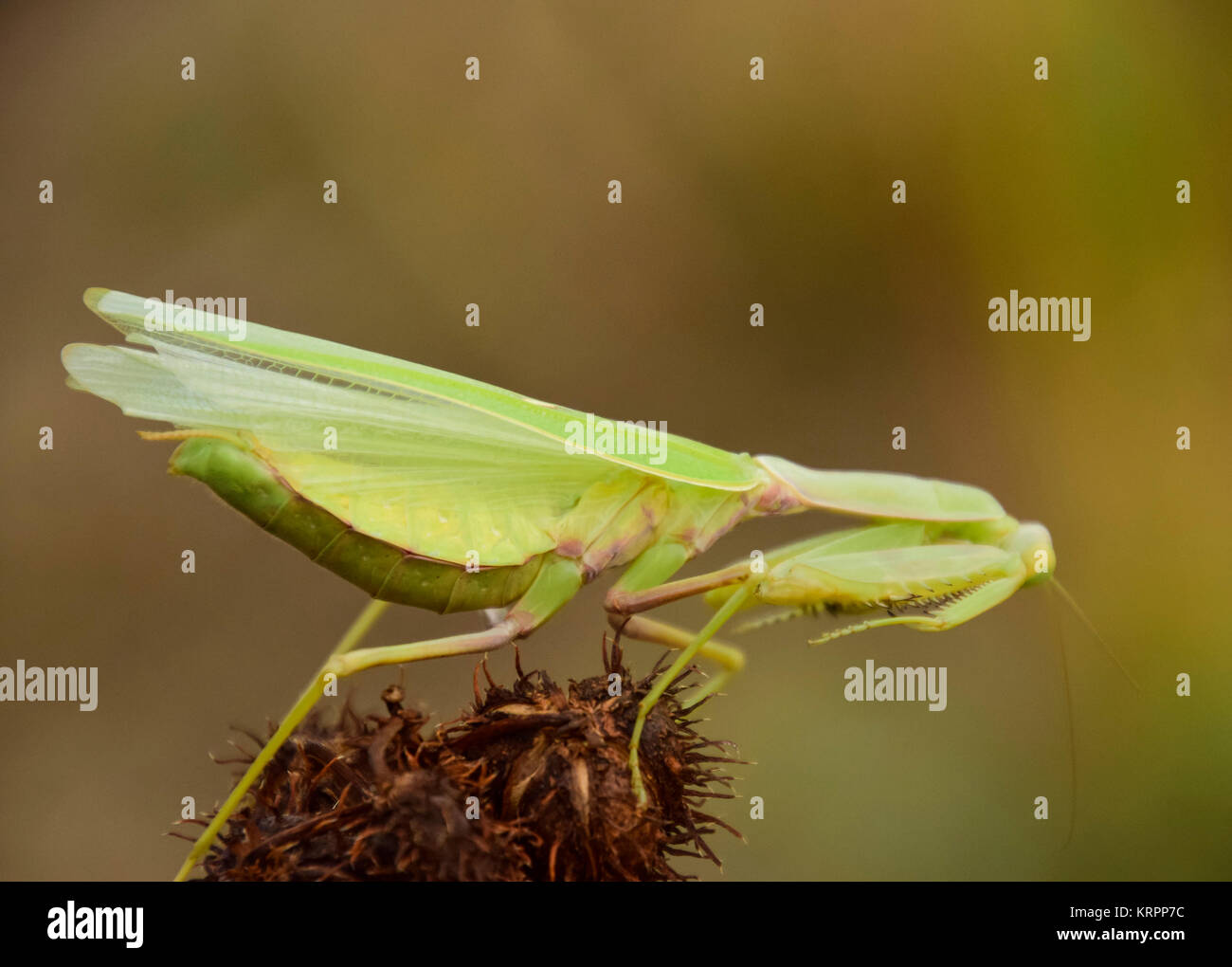 Mantis on the tong. Mating mantises. Mantis insect predator. Stock Photo