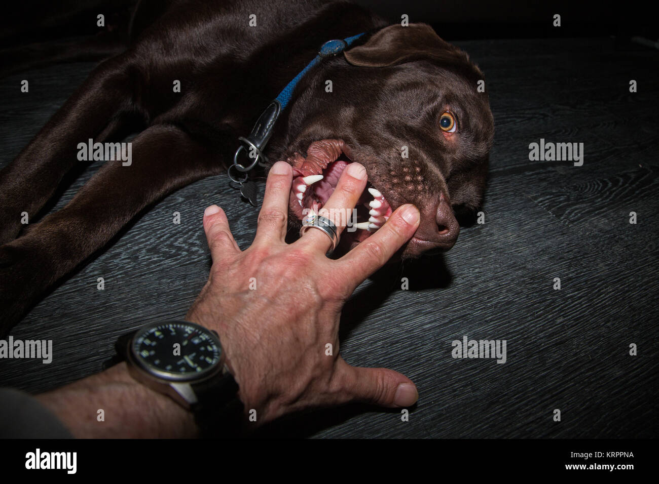 dog bites in hand Stock Photo Alamy