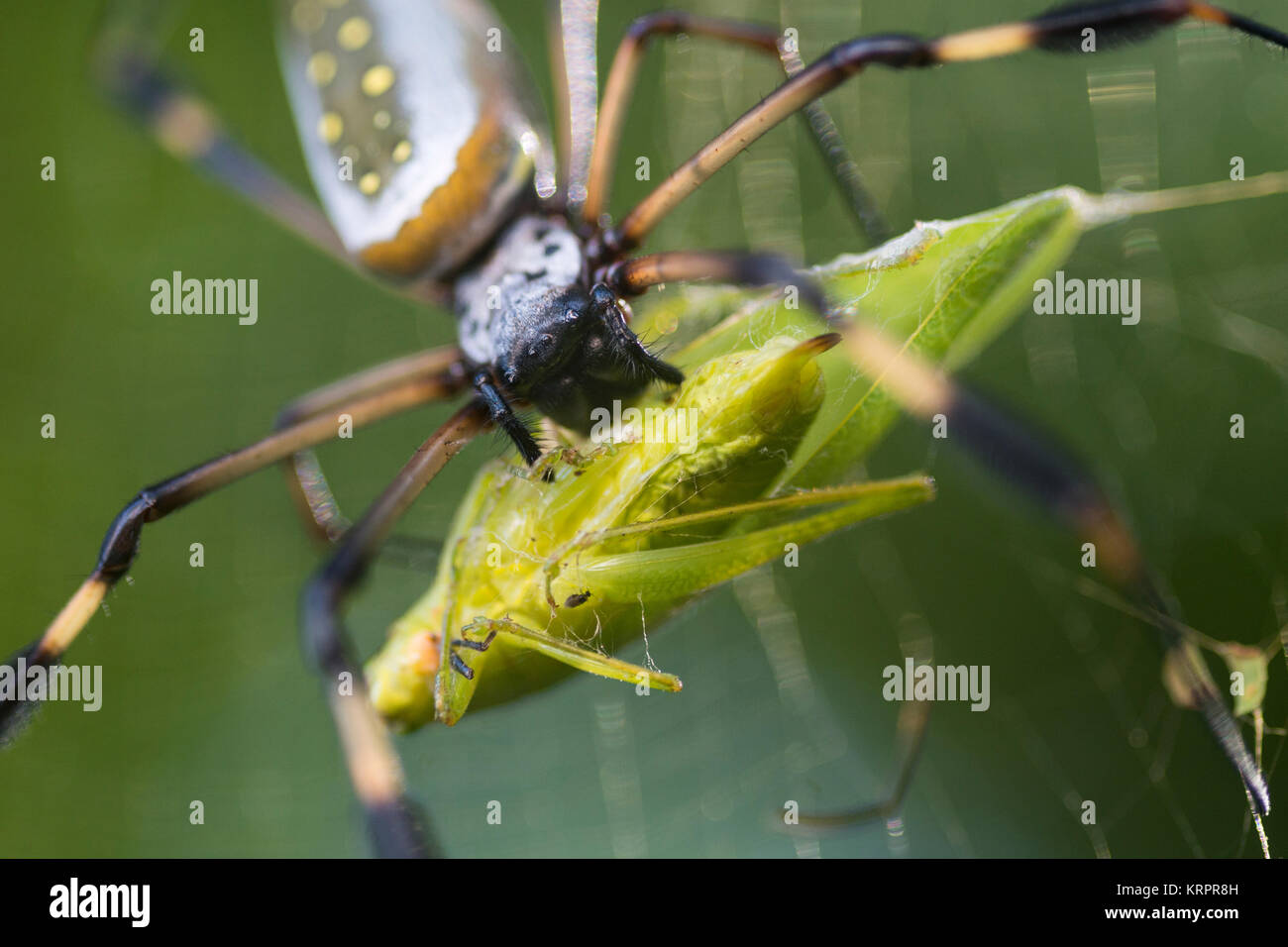 A Costa Rican golden orb spider eats a cricket Stock Photo