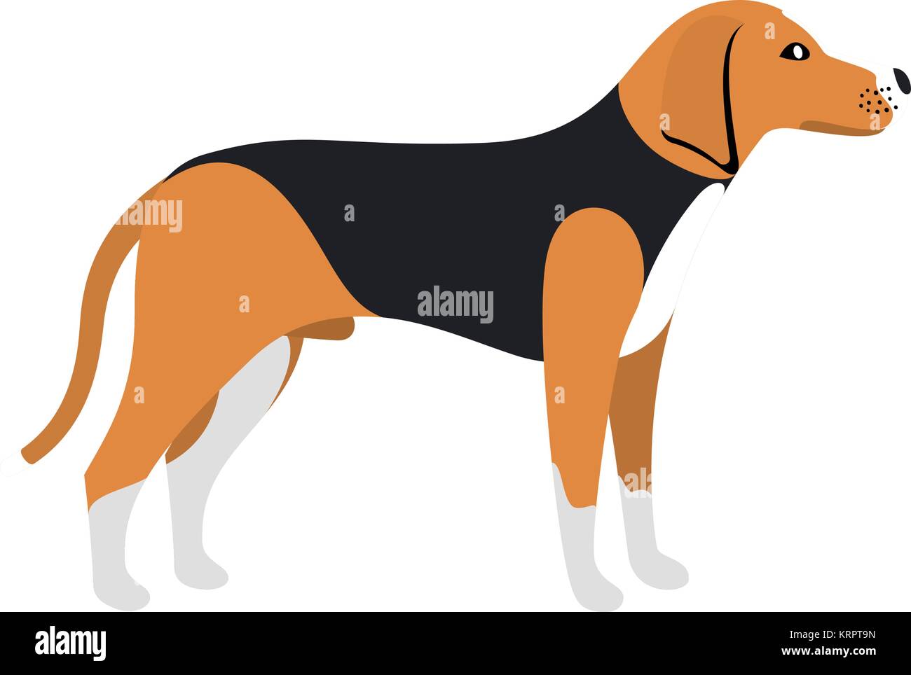 Beagle Dog - Vector color serious dog Beagle breed standing Stock Vector