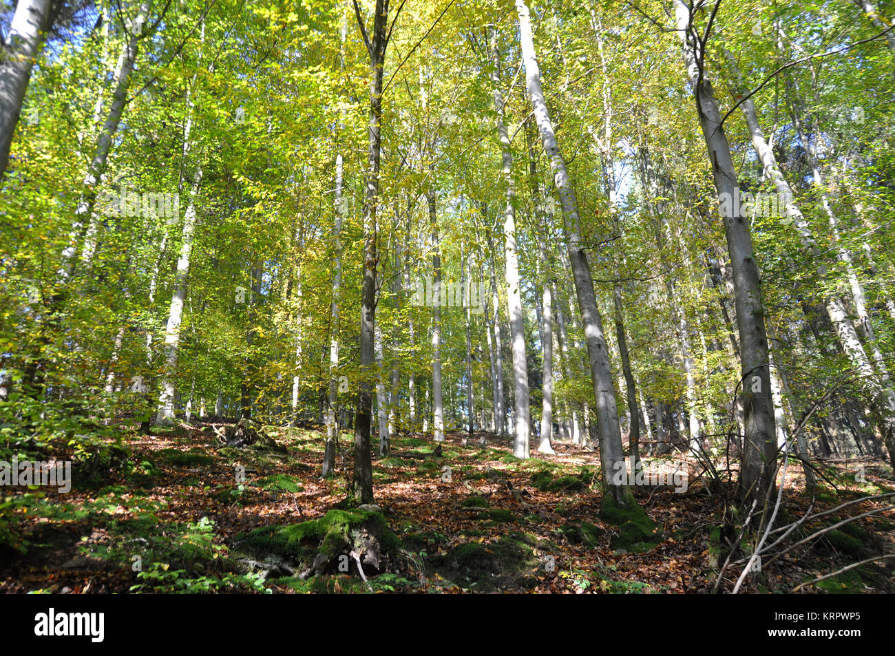 autumn colors in nature Stock Photo - Alamy