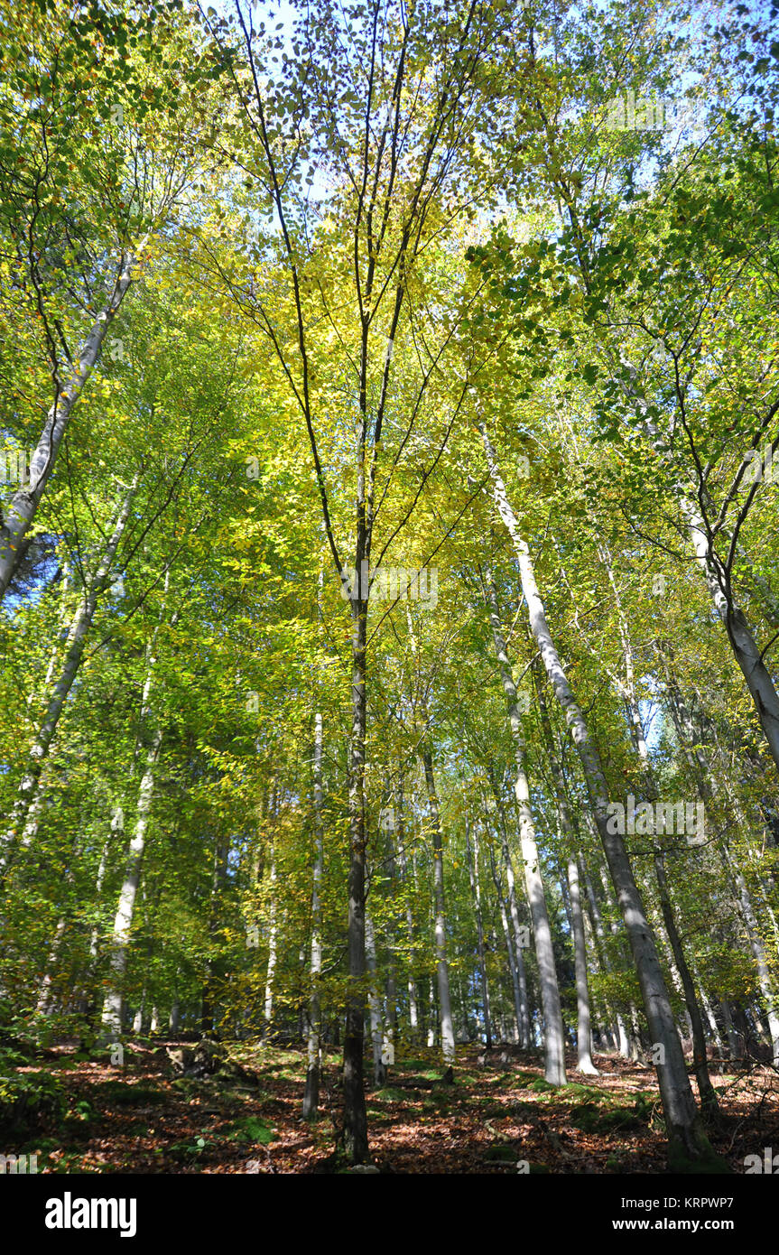autumn colors in nature Stock Photo - Alamy