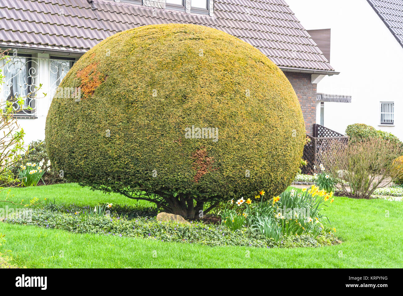 Lebensbaum oder Thuja im von einem Haus Stock Photo Alamy