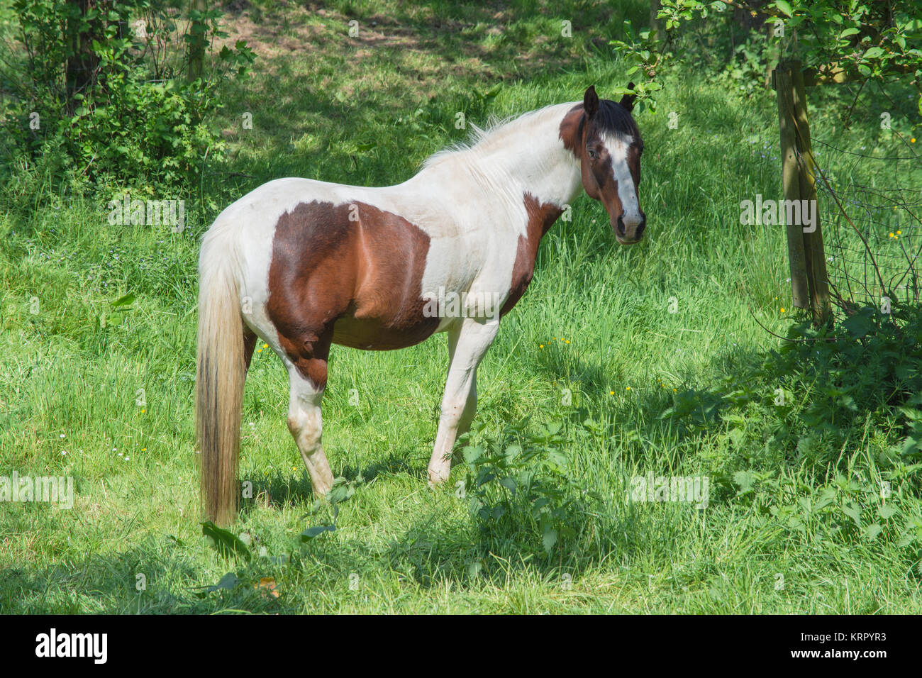 Schönes braun weißes Pferd auf einer Weide im Sommer. Stock Photo