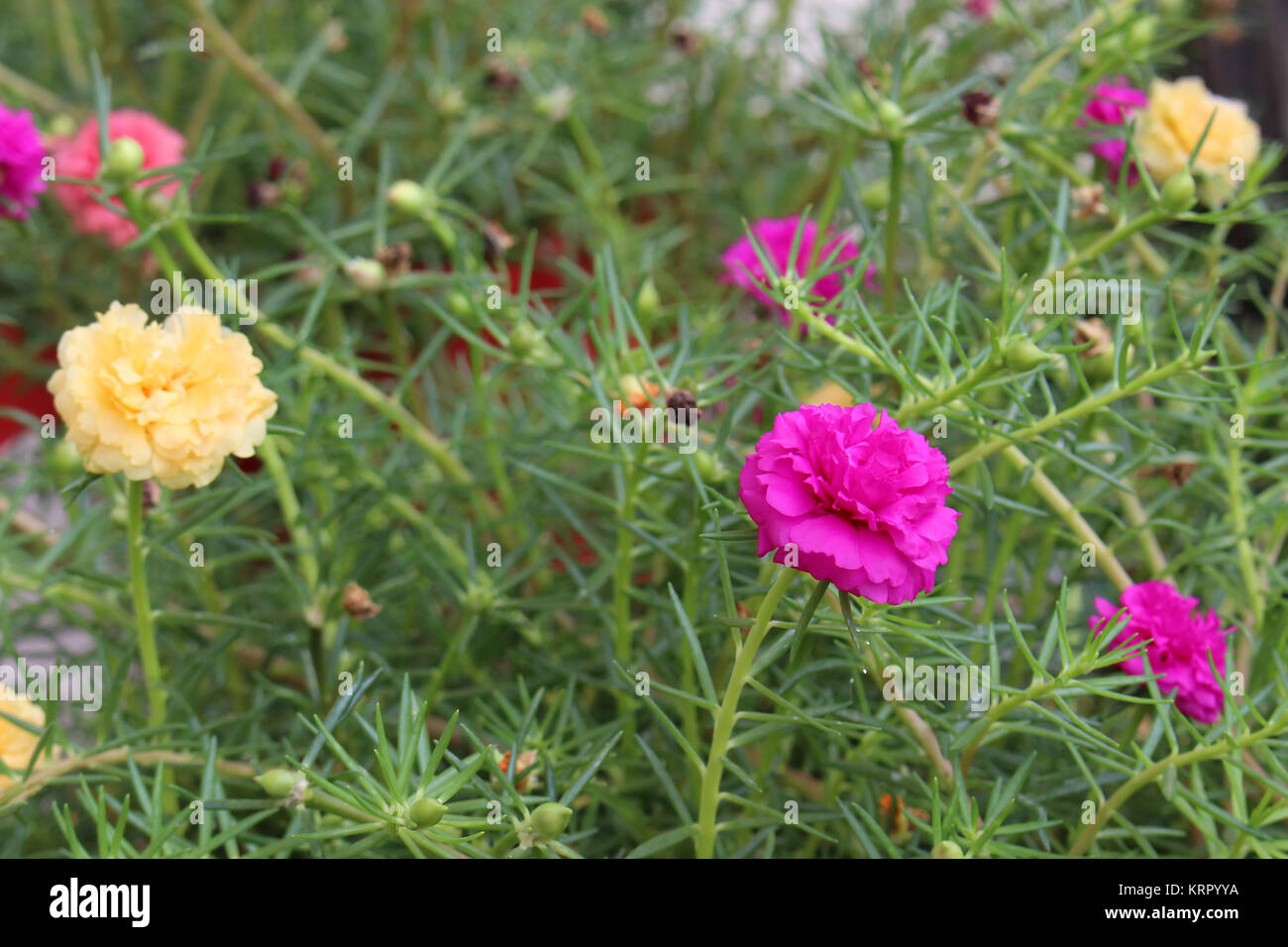 Close up of colorful Common Purslane flower or Verdolaga or Pigweed or Little Hogweed or Pusley and green leaves in flowerbed at the garden. Stock Photo