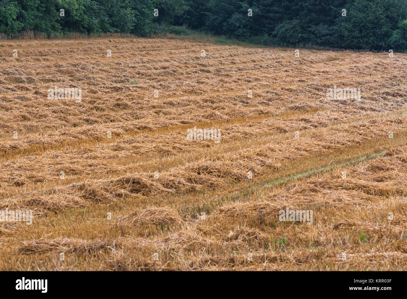 Sommerlandschaft gemäht Getreidefeld mit Wald  im Hintergrund. Stock Photo