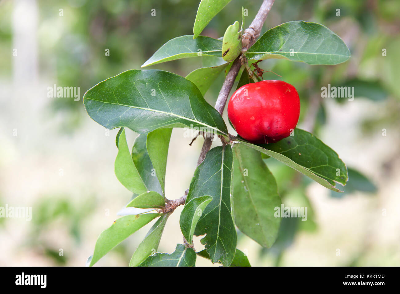 Barbados cherry (Malpighia glabra L.) Stock Photo