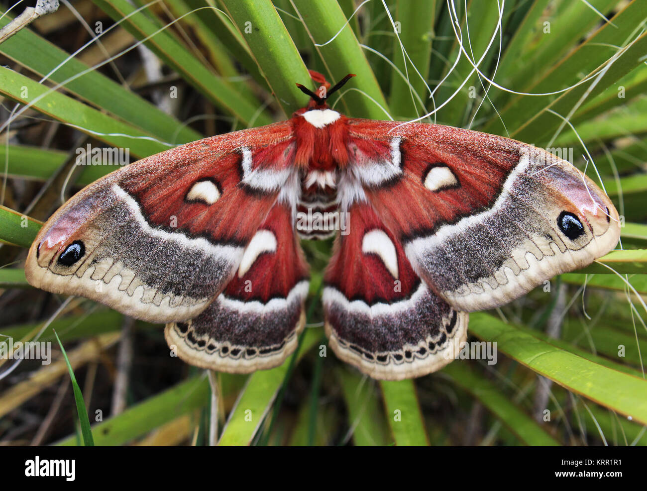 Yucca plant moth hires stock photography and images Alamy