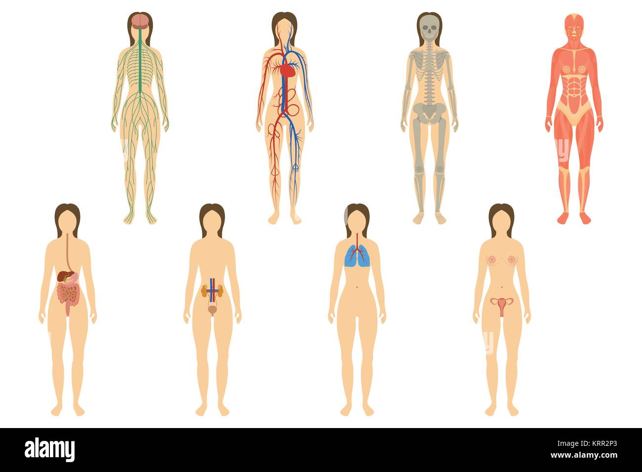 Set of human organs and systems of the body vitality. Vector illustration Stock Vector