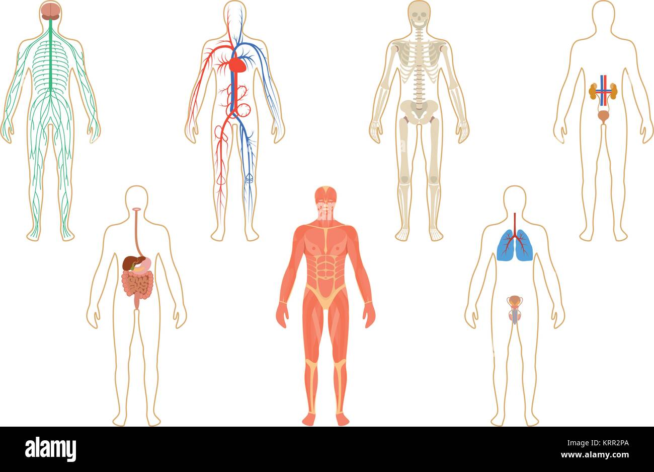 Set of human organs and systems of the body vitality. Vector illustration Stock Vector