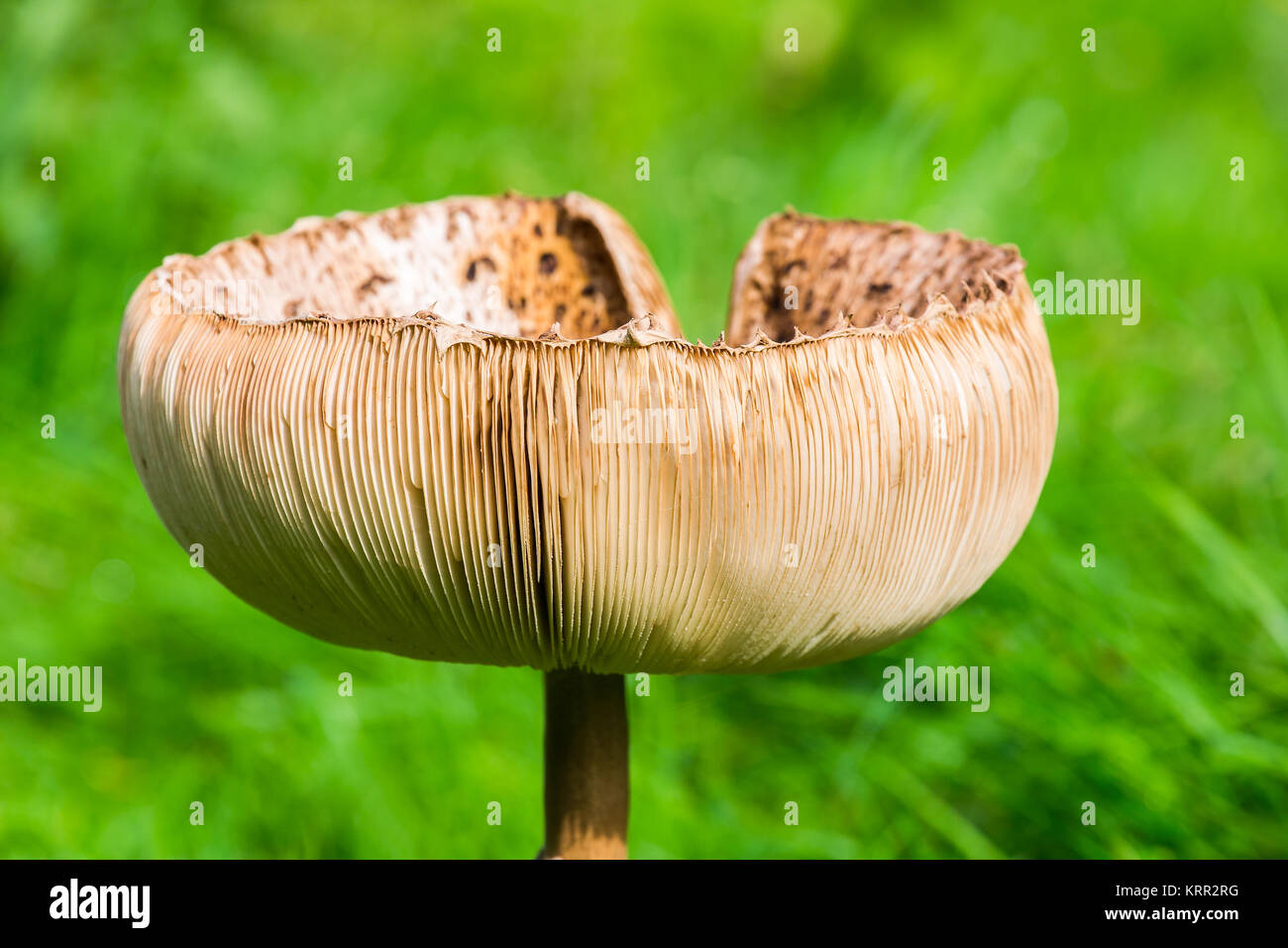 close up of brown mushroom in green grass Stock Photo
