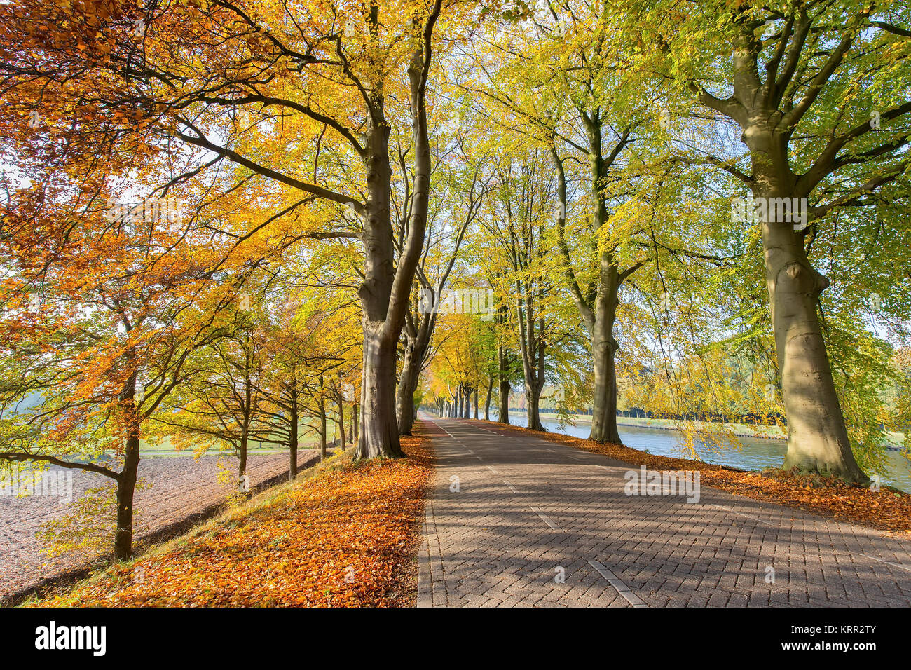 European road and river with beech trees in autumn Stock Photo