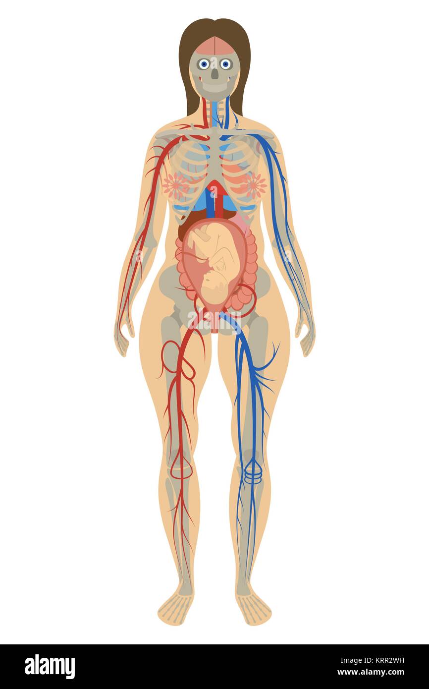Anatomy of a pregnant woman - vector illustration Stock Vector